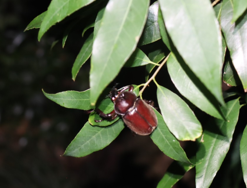ぶんぶん飛ぶ カブトムシ_No5のクヌギ周辺_クワガタ達のオアシス_2023年7月19日19時40分 気温28.6度